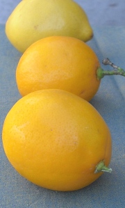 A cross between an lemon and an orange, Meyer lemons deliver sweeter flavor and less acidity than standard lemons.
